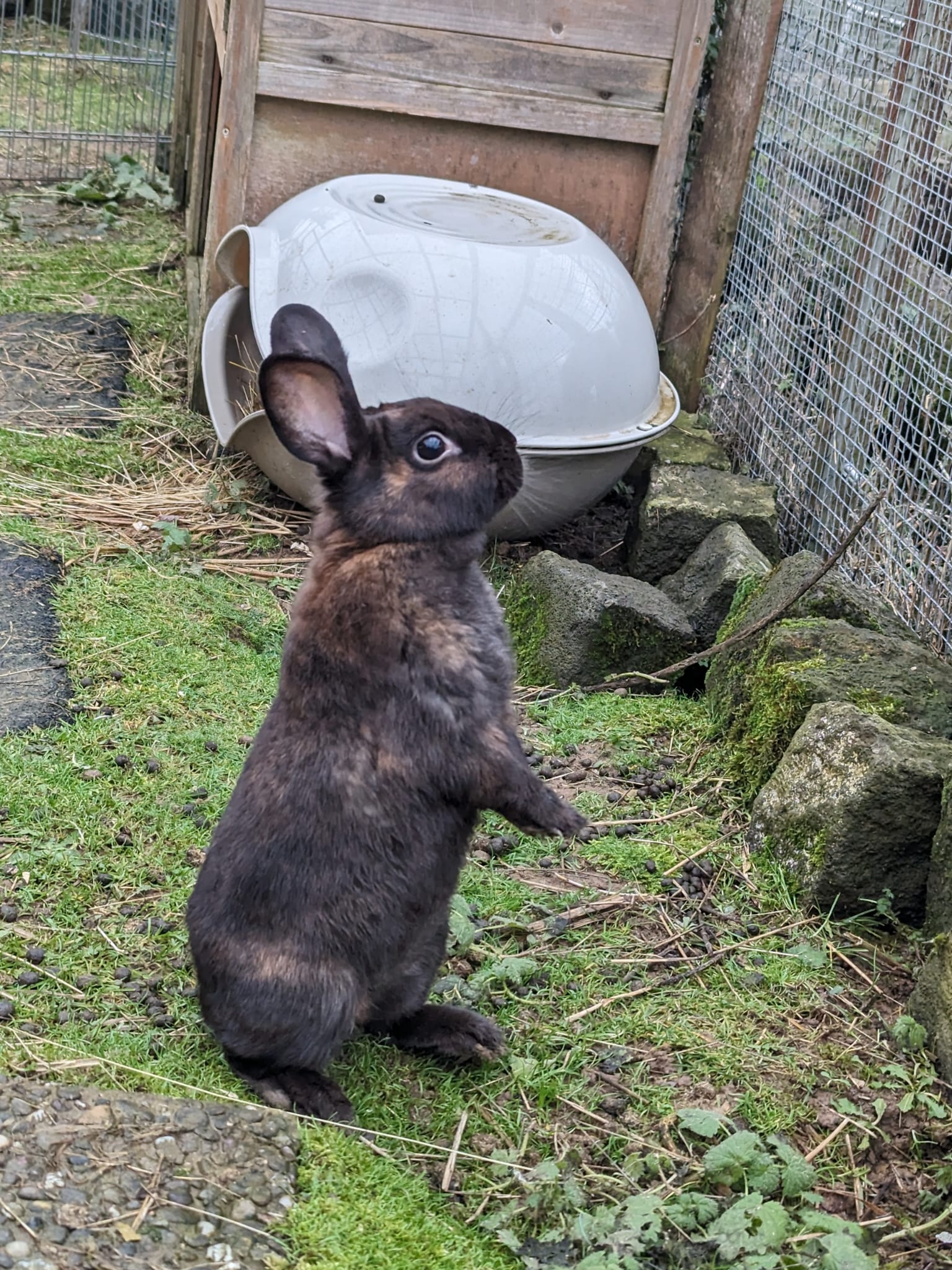 Holly und 6 Kaninchenkinder