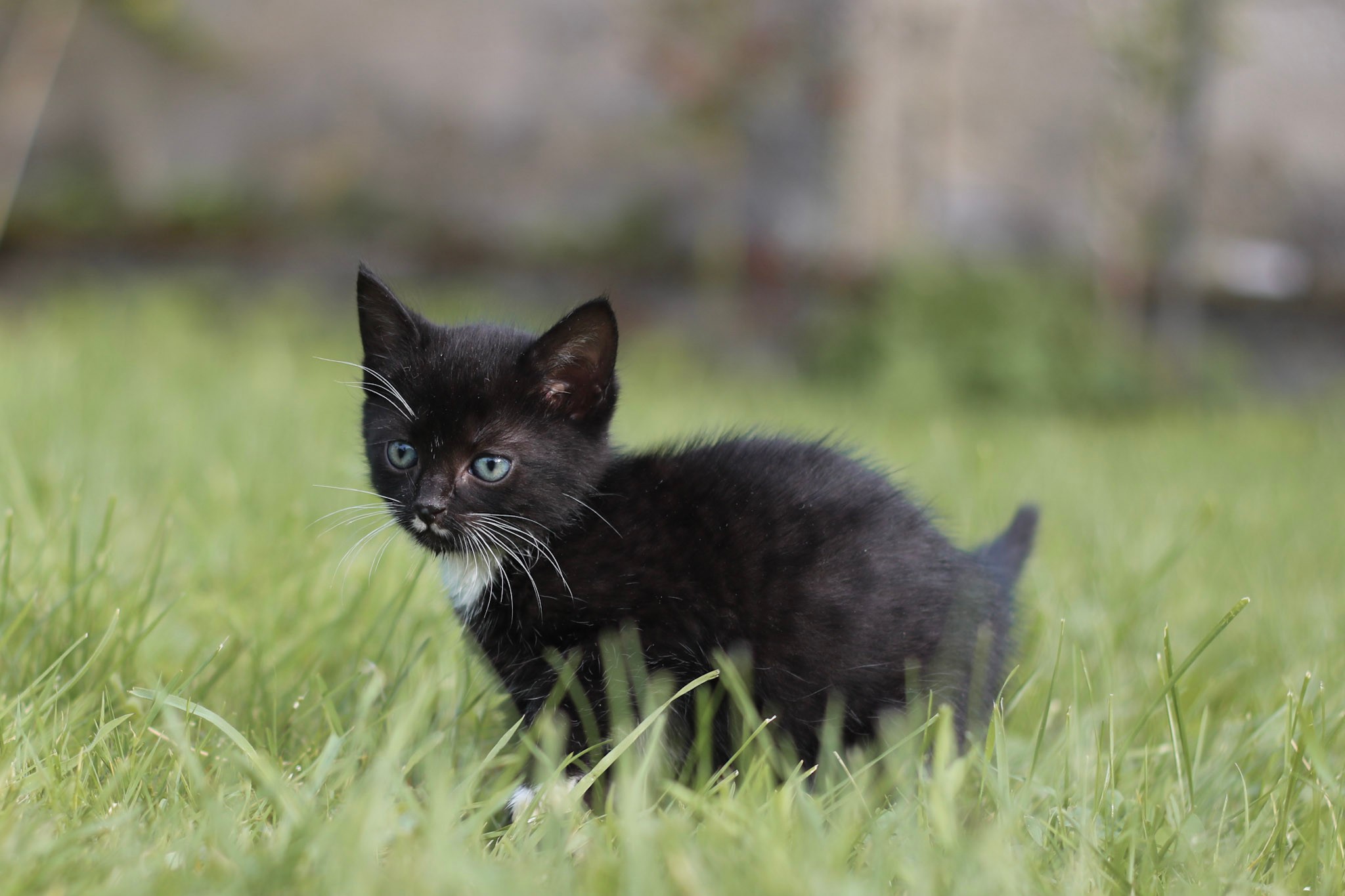 Bootsie
