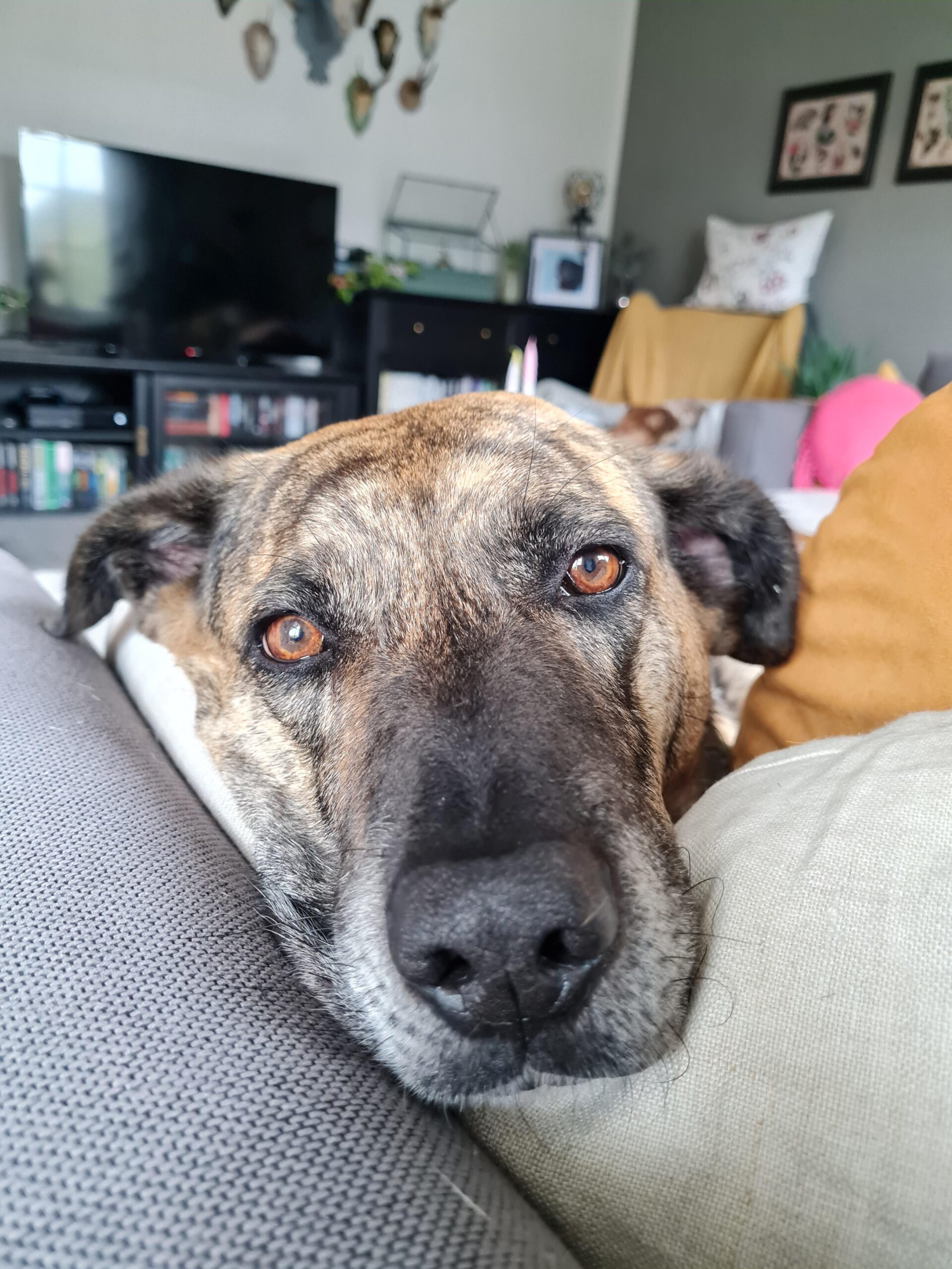 Sylvie