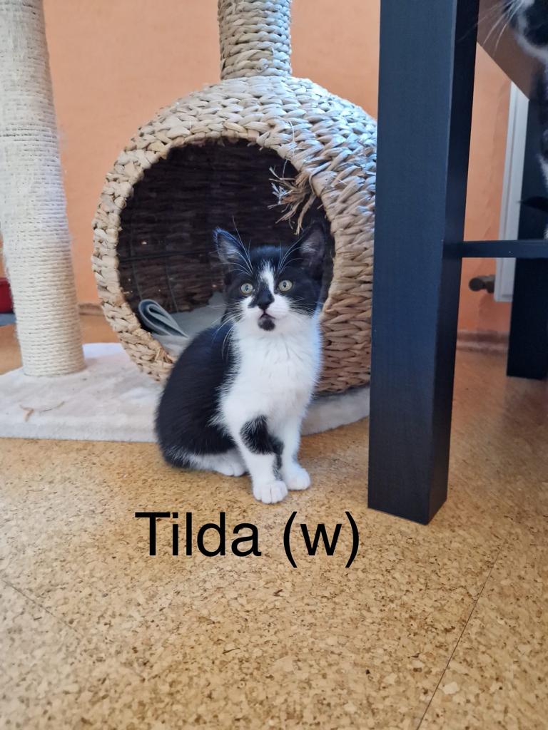 Tilda