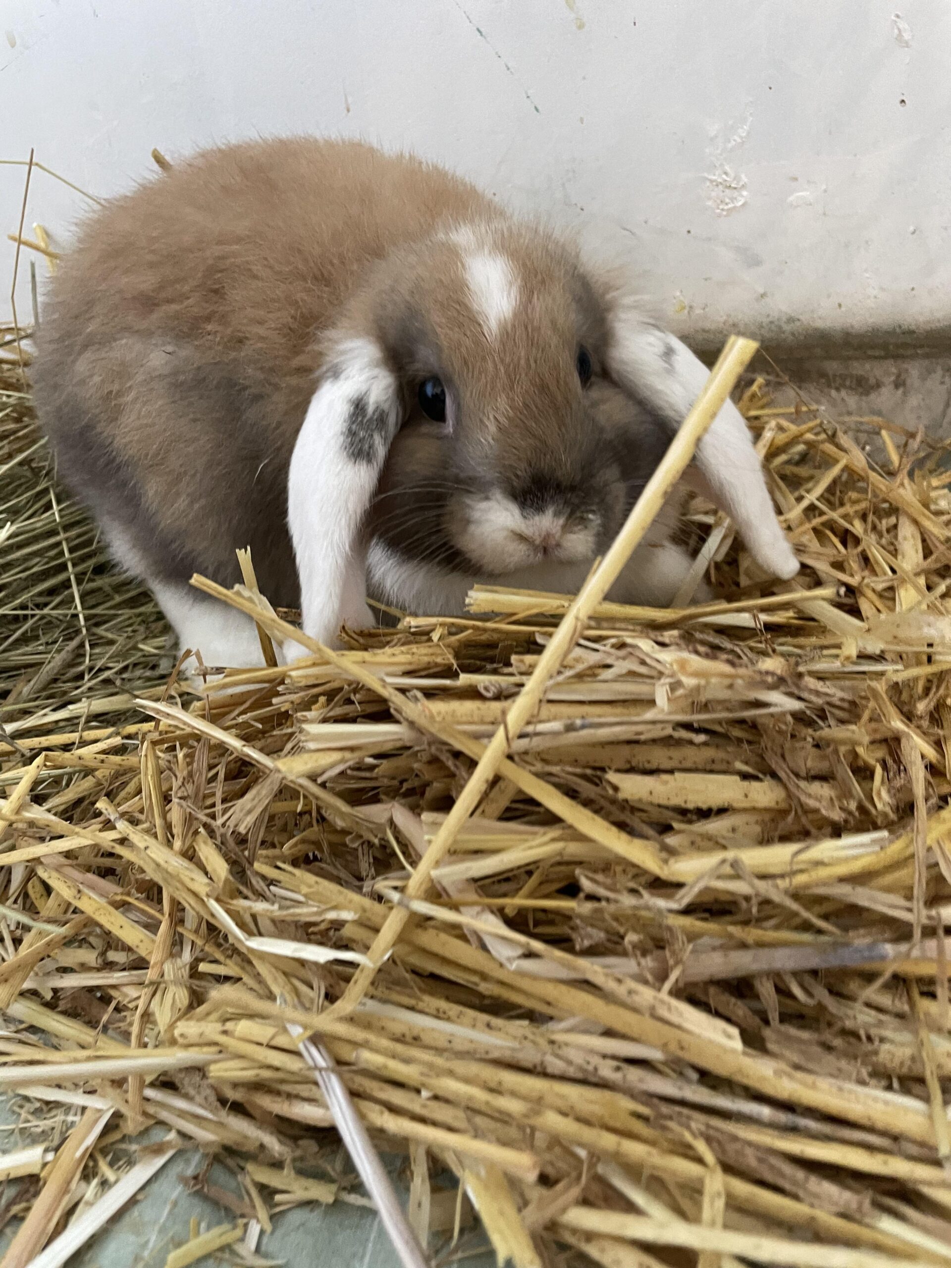 Mausi