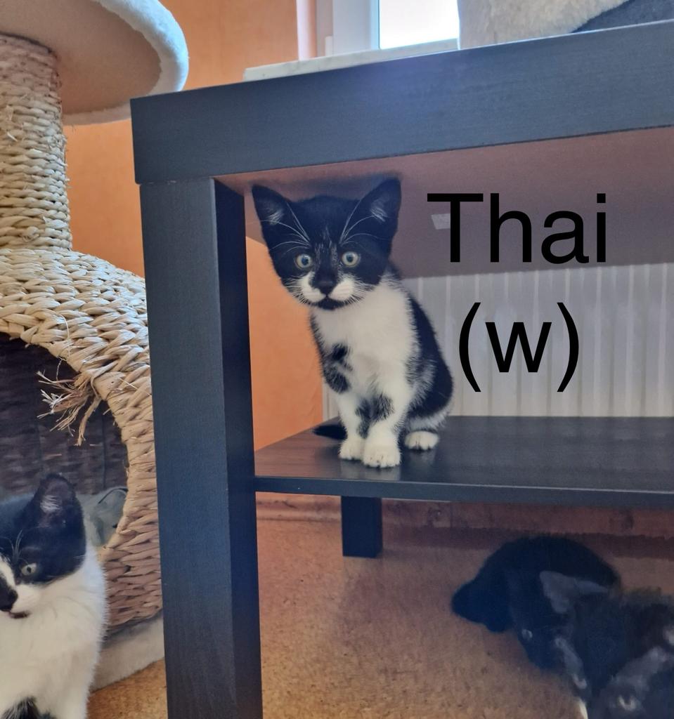 Thai