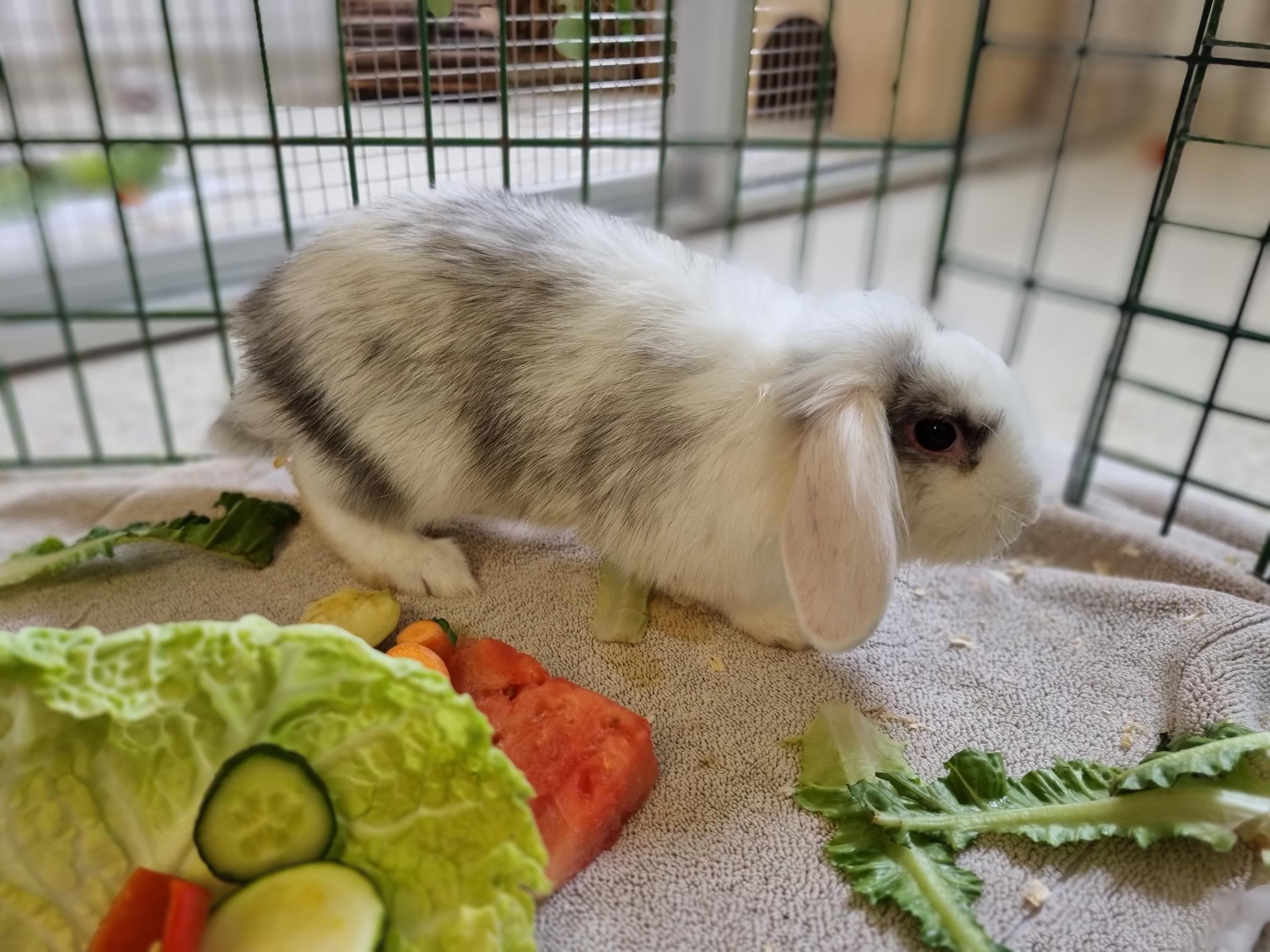 Chupa