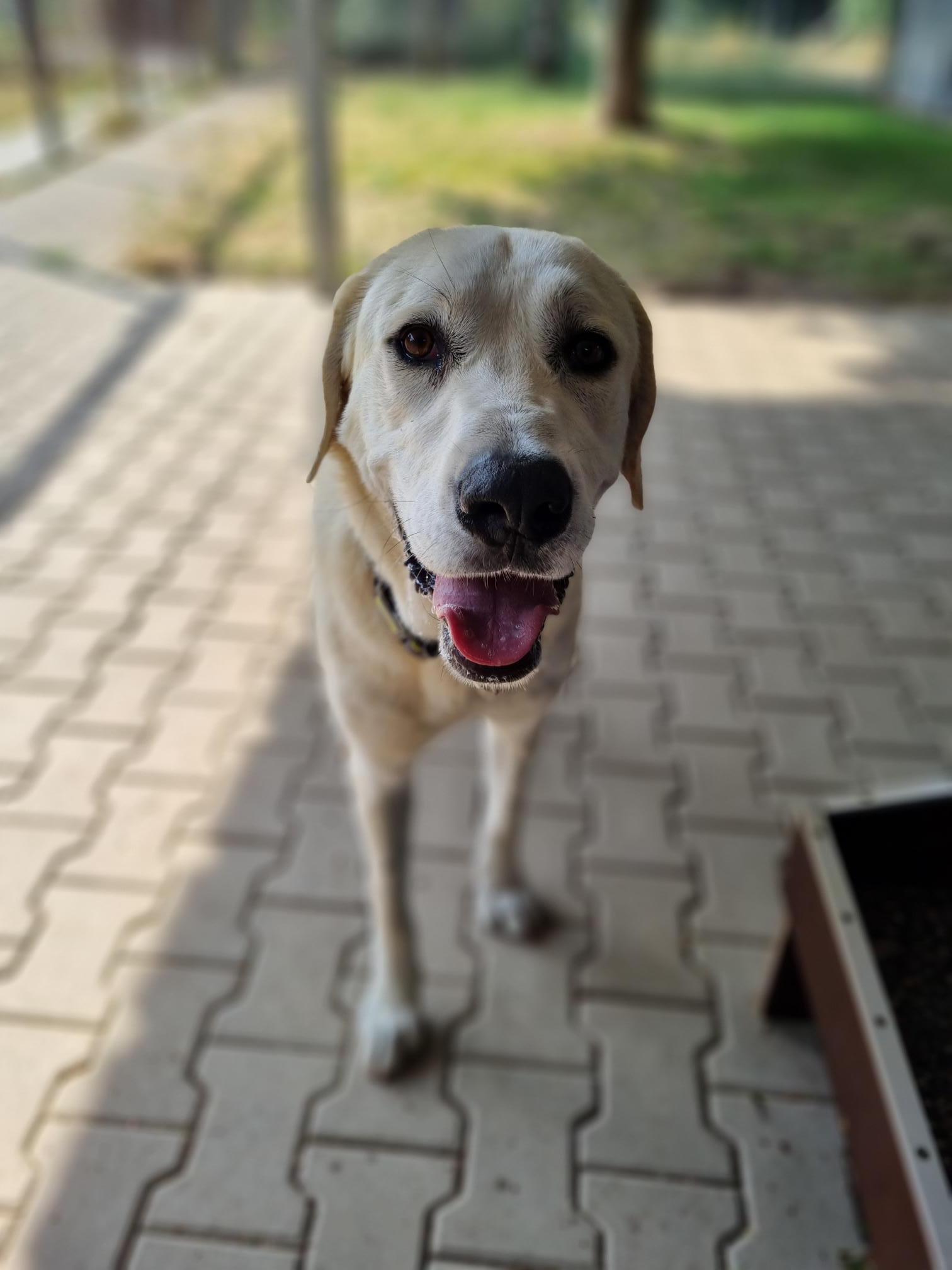 Mochi
