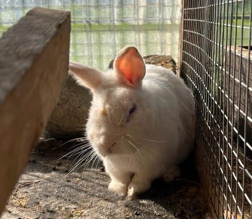 Patchi