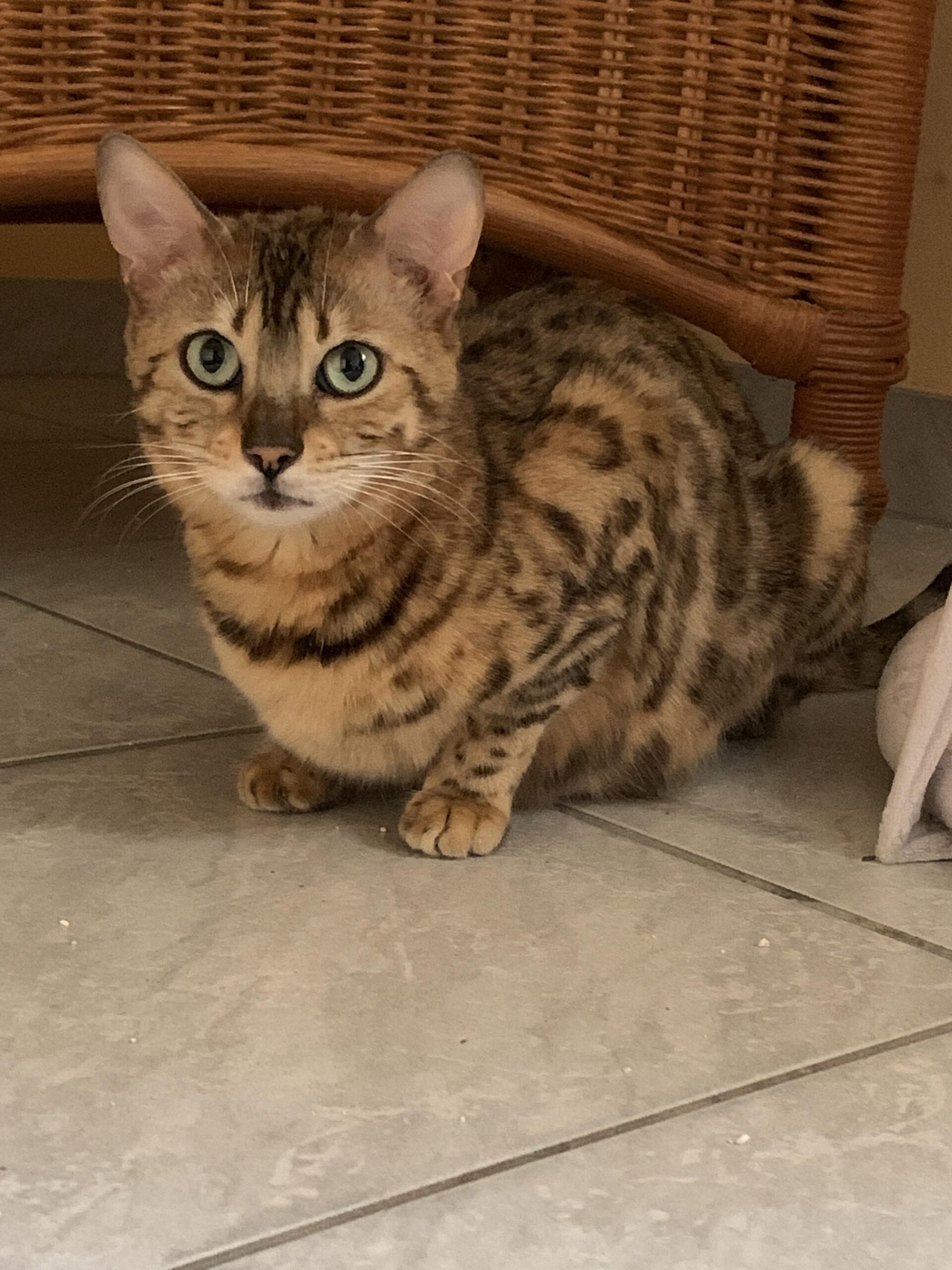 Zara und 4 Katzenkinder