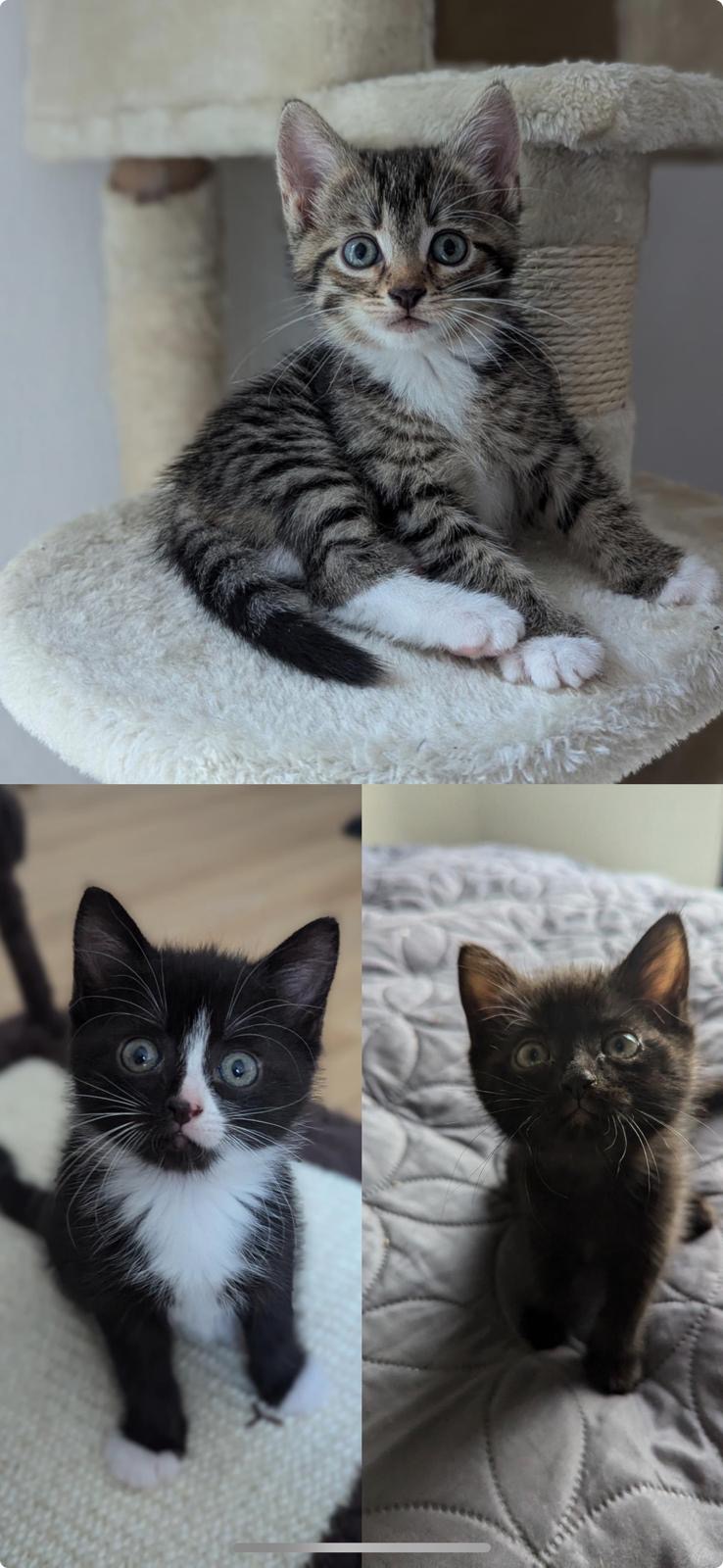 Odin, Shuri, Mischa