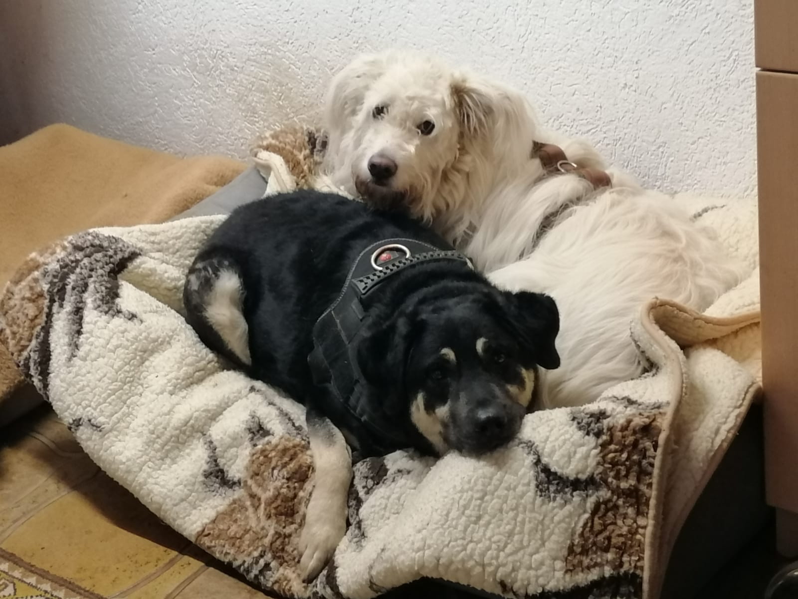Bella und Balou