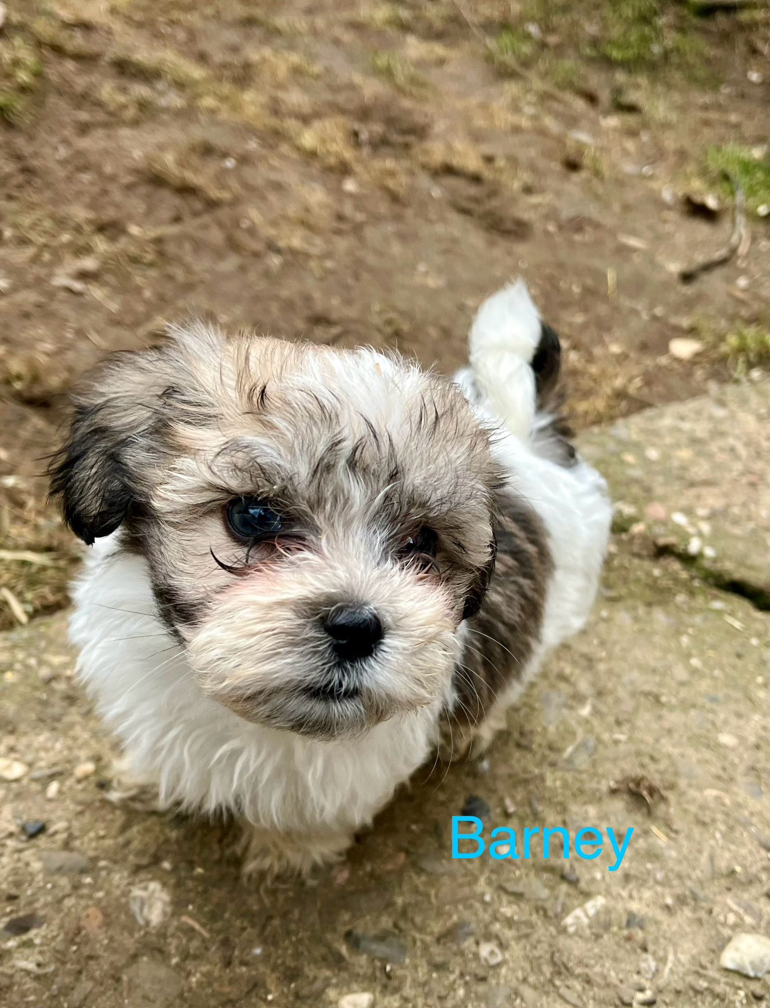 Barney