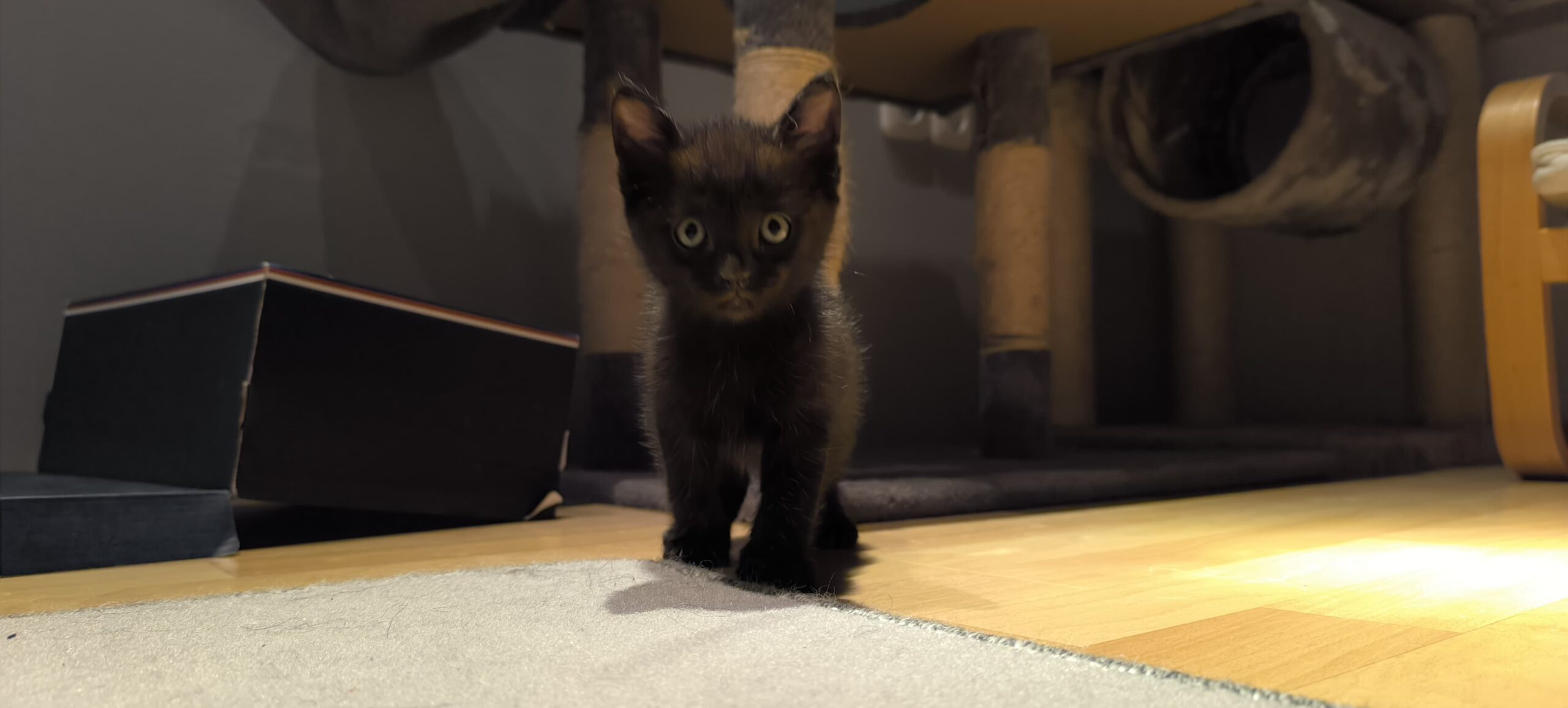 Blacky