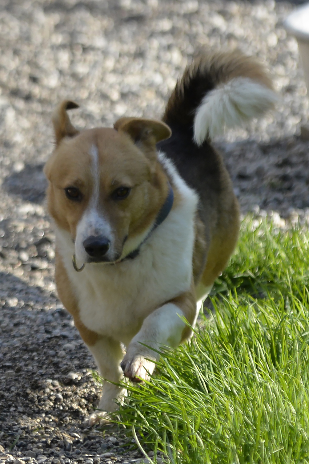 Peppino