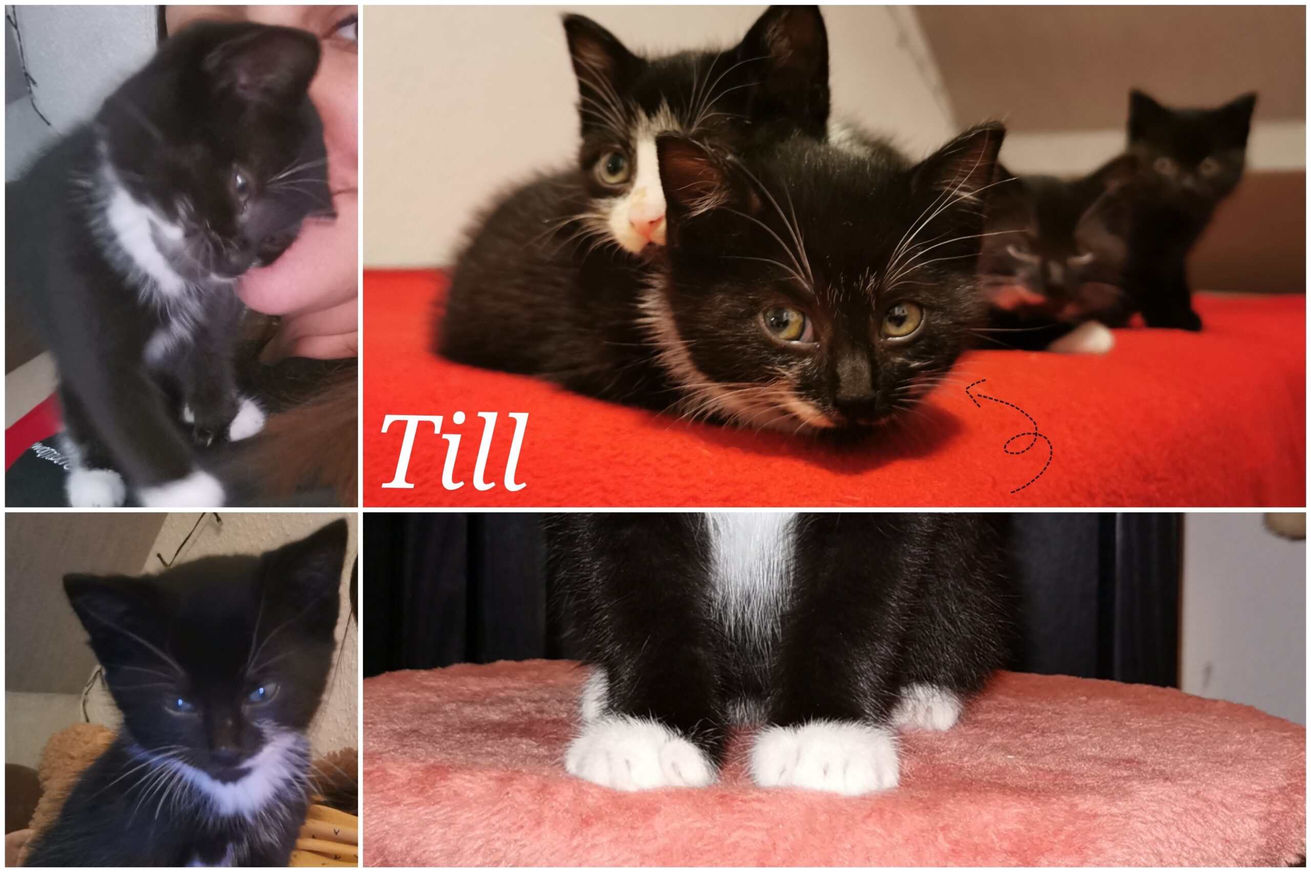 Till
