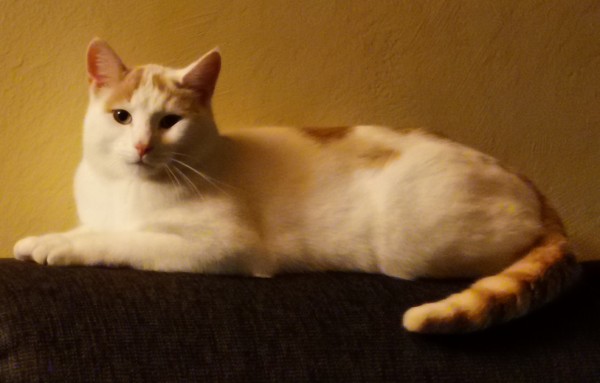 Lennart