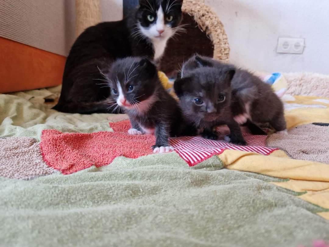 Mama Elli mit ihren fünf Katzenkindern