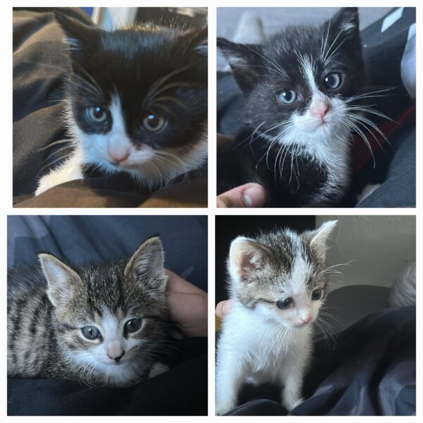 Katzenkinder KIGA Lutzerath
