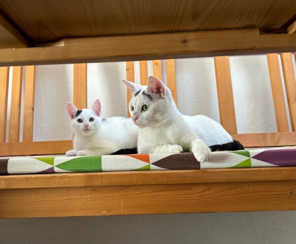 Konny und Kitty
