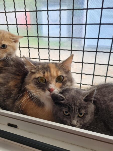 Mama Lucienne (Tom, Tia, Tao und Tai sind vermittelt)