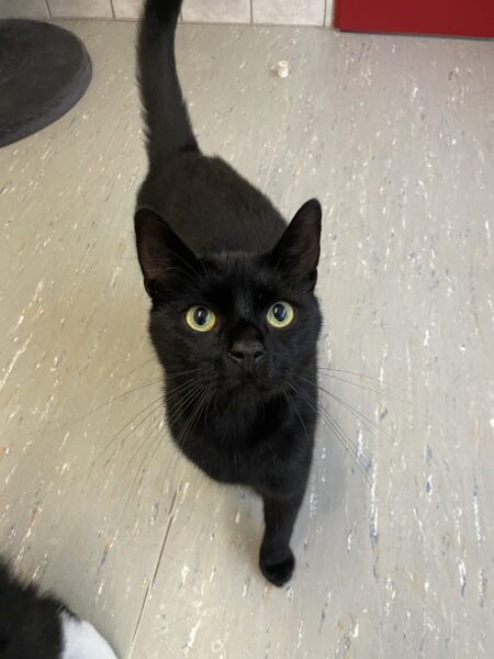 Salem