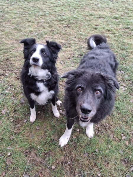 Billie und Grace, Border Collie – Tierheim Mayen
