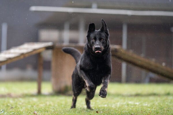 Rocky der II, Osteuropäischer Schäferhund / Mischling – Tierheim Mayen
