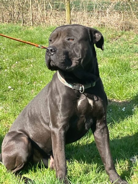 Tyson, Pitbull – Tierheim Mayen