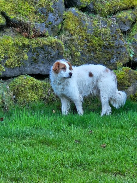 Tintim, Mischling – Tierheim Mayen