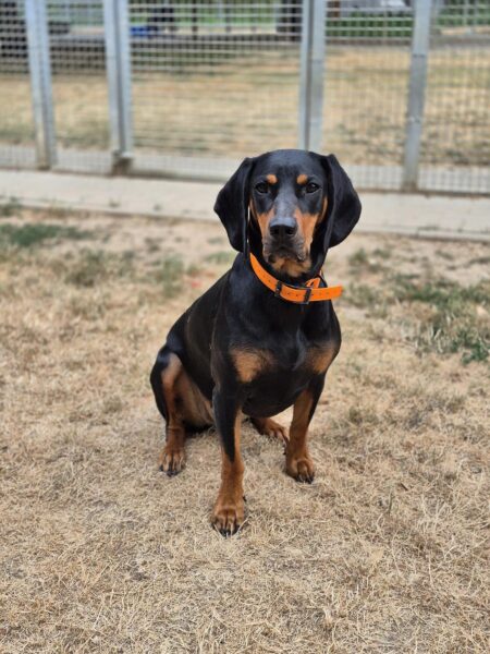Betty, Kopov-Bracke – Tierheim Mayen