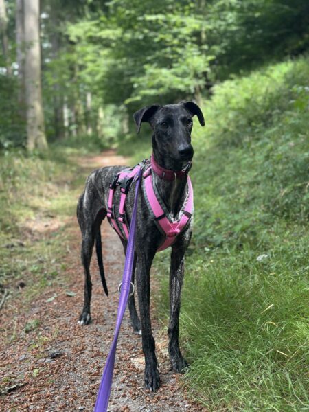 Millet, Galgo – Tierheim Mayen