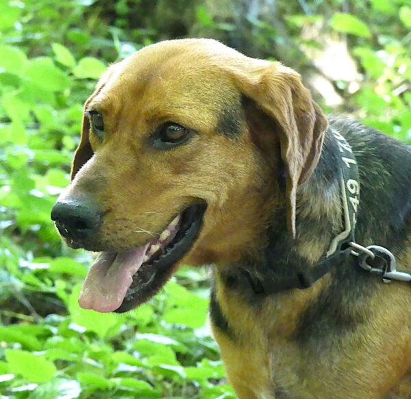 Aynale, Bracke / Mischling – Tierheim Mayen