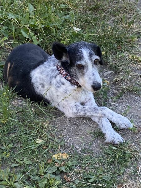 Lucy, Mischling – Tierheim Mayen