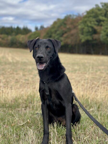 Formoso kurz Mo, Mischling – Tierheim Mayen