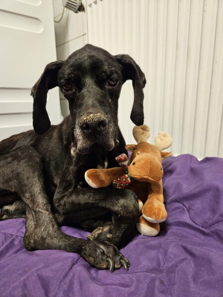 Charly, Pointer – Tierheim Mayen