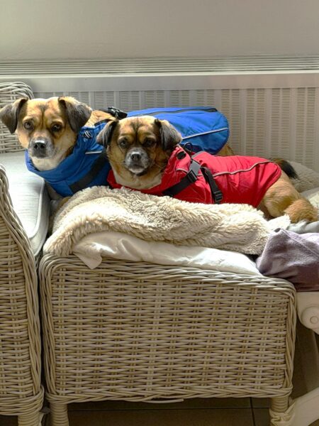 Lotti und Bobby, Mischling – Tierheim Mayen