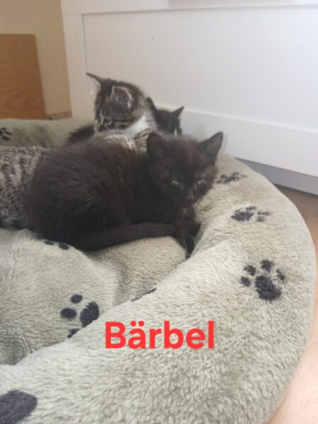 Bärbel, Europäisch Kurzhaar – Tierheim Mayen