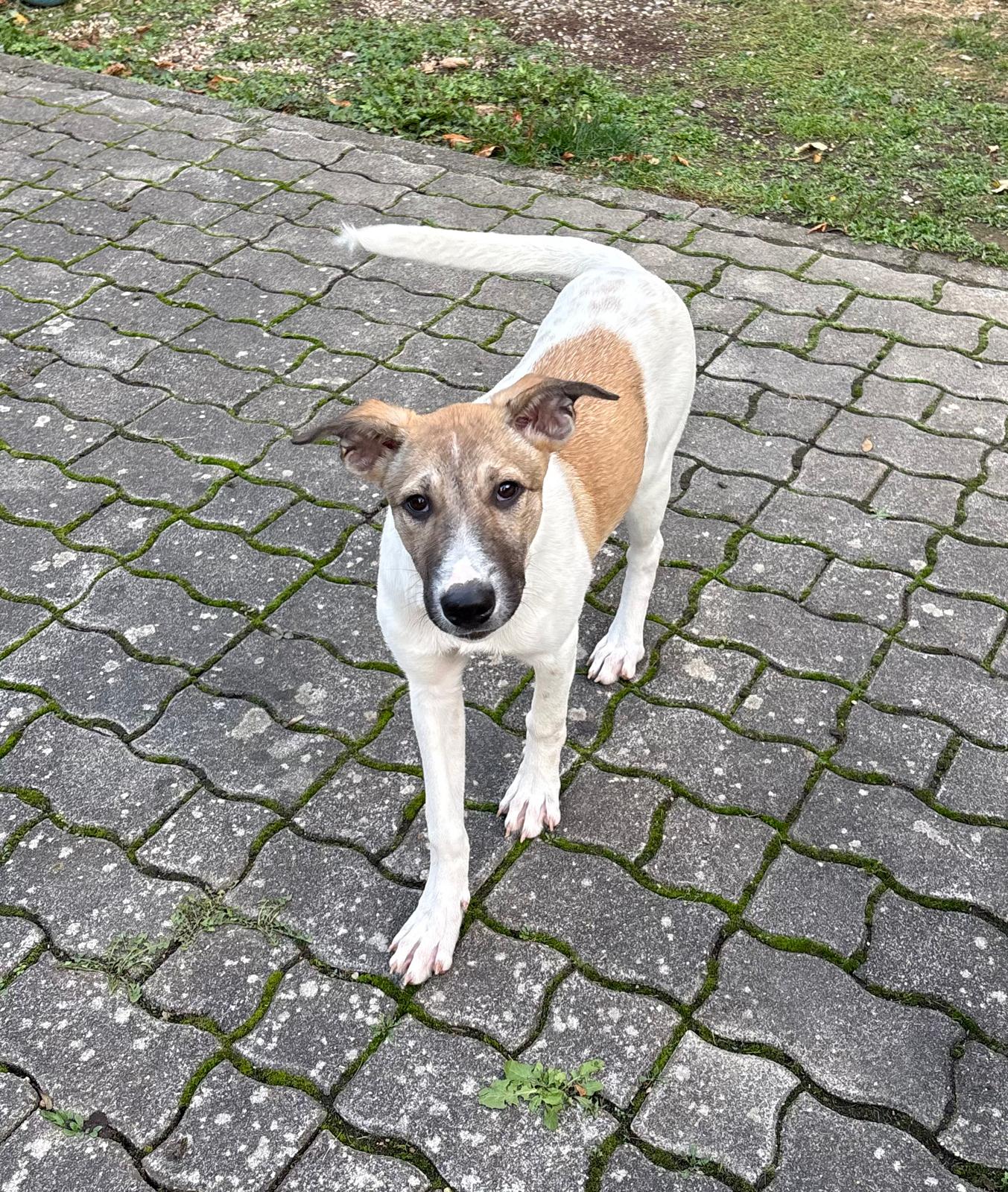Momo, Mischling – Tierheim Mayen