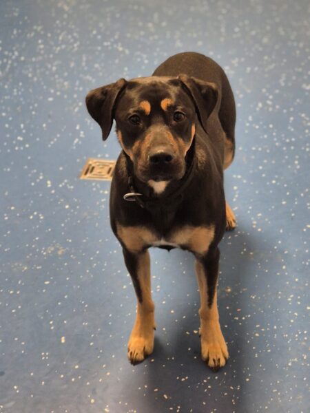 Balu, Labrador-Bracken-Mix – Tierheim Mayen