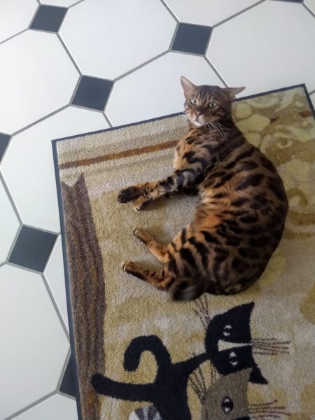 Tommy, Bengal – Tierheim Mayen